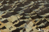Great Bustard (Otis tarda) 