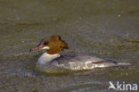 Grote Zaagbek (Mergus merganser)