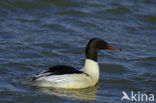 Grote Zaagbek (Mergus merganser)