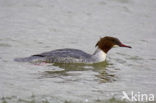 Grote Zaagbek (Mergus merganser)