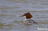 Grote Zaagbek (Mergus merganser)