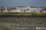 Black-tailed Godwit (Limosa limosa) 