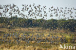 Black-tailed Godwit (Limosa limosa) 