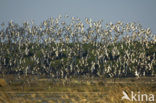 Black-tailed Godwit (Limosa limosa) 