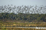 Black-tailed Godwit (Limosa limosa) 