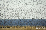 Black-tailed Godwit (Limosa limosa) 