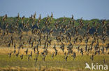 Black-tailed Godwit (Limosa limosa) 