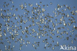 Black-tailed Godwit (Limosa limosa) 