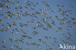 Black-tailed Godwit (Limosa limosa) 