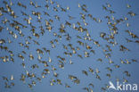 Black-tailed Godwit (Limosa limosa) 