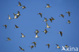 Black-tailed Godwit (Limosa limosa) 