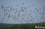 Black-tailed Godwit (Limosa limosa) 