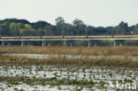 Grutto (Limosa limosa) 