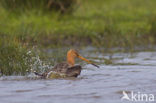 Grutto (Limosa limosa) 