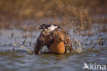 Grutto (Limosa limosa) 