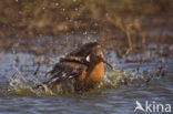 Grutto (Limosa limosa) 