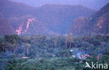 Gunung Mulu National Park