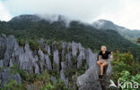 Gunung Mulu National Park