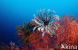 Feather star