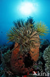 Feather star