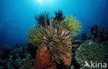 Feather star