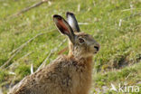 Brown Hare (Lepus europaeus)