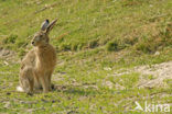 Brown Hare (Lepus europaeus)