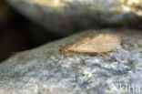 Mayfly