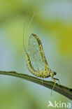 Mayfly