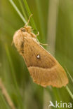 Northern Eggar (Lasiocampa quercus)