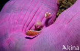 Pink anemonefish (Amphiprion perideraion)