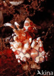 Harlequin shrimp (Hymenoceara elegans)