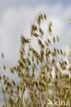 Cultivated Oat (Avena sativa)