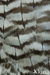 Havik (Accipiter gentilis)
