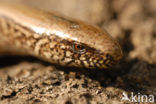 Hazelworm (Anguis fragilis) 