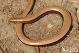 Hazelworm (Anguis fragilis) 