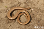 Hazelworm (Anguis fragilis) 