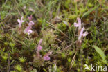 Heidekartelblad (Pedicularis sylvatica) 