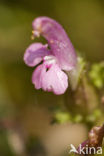 Heidekartelblad (Pedicularis sylvatica) 