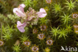 Heidekartelblad (Pedicularis sylvatica) 