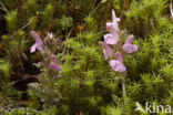 Heidekartelblad (Pedicularis sylvatica) 