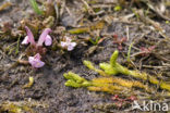 Lousewort (Pedicularis sylvatica)