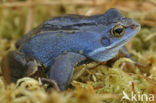 Heikikker (Rana arvalis) 