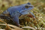 Heikikker (Rana arvalis) 