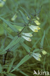 Common Cow-wheat (Melampyrum pratense)