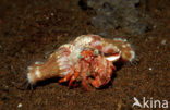 Parasit anemone hermit crab (Dardanus pedunculatus)