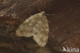 Herfstspanner (Epirrita dilutata)