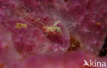 High hat triplefin (Enneapterygius tutuilae)