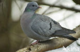 Holenduif (Columba oenas)