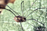 Daddy-long-legs (Phalangium spec)